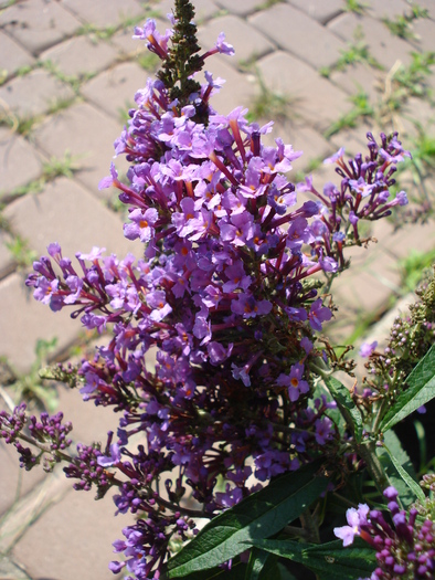 buddleja Nanho Purple 21jun2010 - Buddleja Nanho Purple