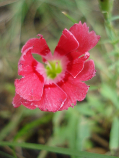 Dianthus deltoides (2009, August 20) - Dianthus Deltoides