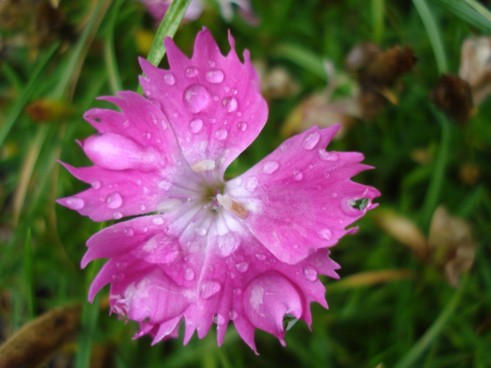 Dianthus Kahori (2010, June 23) - Dianthus Kahori