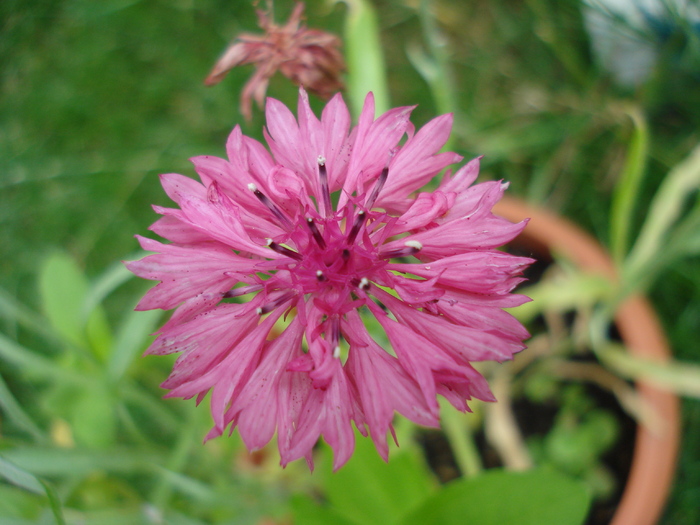 Centaurea cyanus (2010, June 22) - CENTAUREA Cyanus_Cornflower