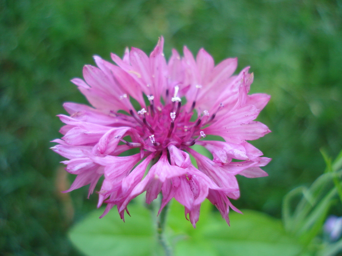 Centaurea cyanus (2010, June 25) - CENTAUREA Cyanus_Cornflower