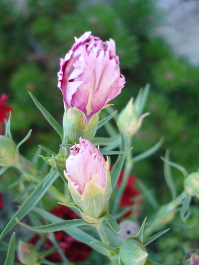 Dianthus Chabaud (2010, June 25) - Dianthus Chabaud