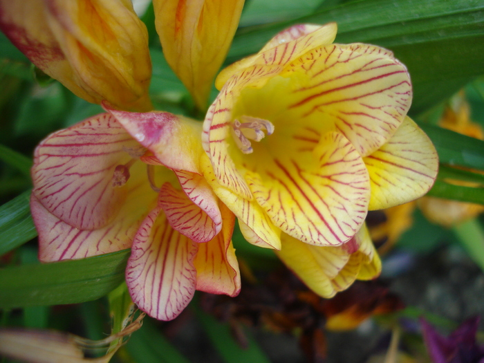 Striped Freesia (2010, June 15) - FREESIA