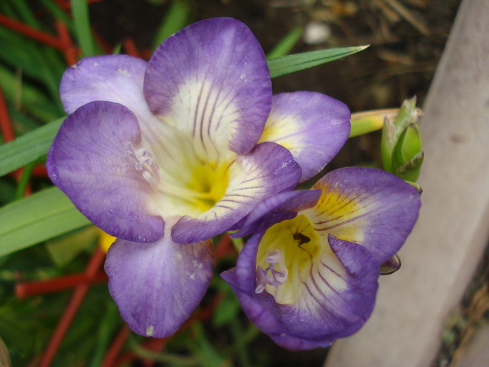 Purple Freesia (2010, June 22)