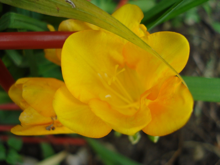 Yellow Freesia (2010, June 22)