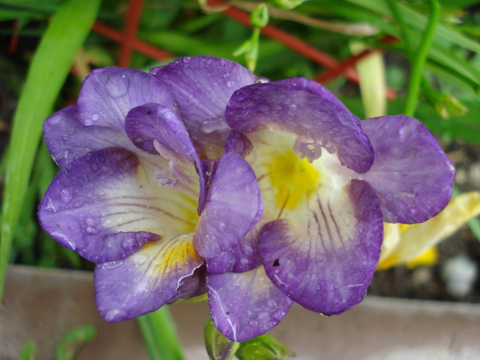 Purple Freesia (2010, June 23)