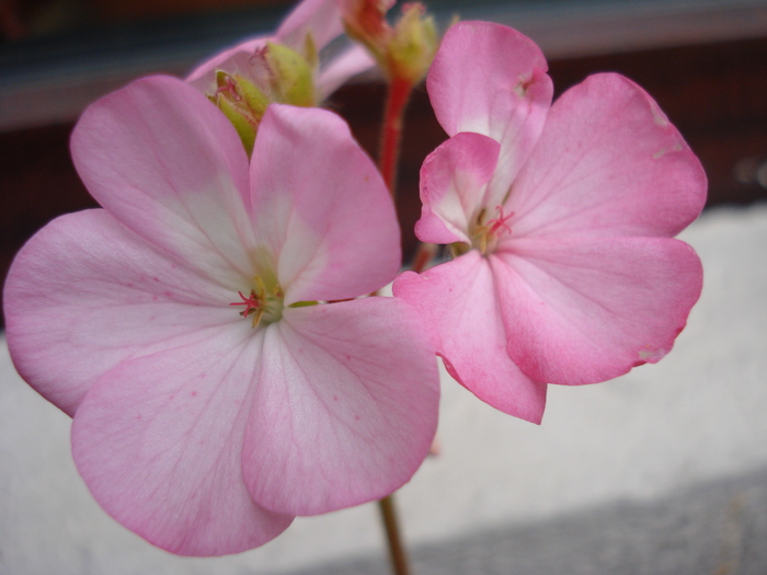 Geranium Appleblossom (2011, June 24) - Geranium Appleblossom