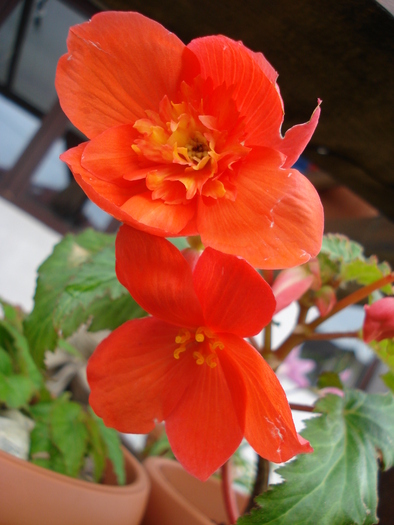 Begonia Orange Cascade (2010, Jun.22) - Begonia cascade Orange