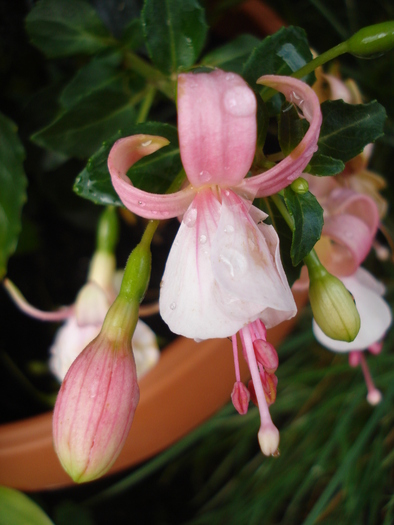 Fucshia Improved Rosella (2010, June 20)