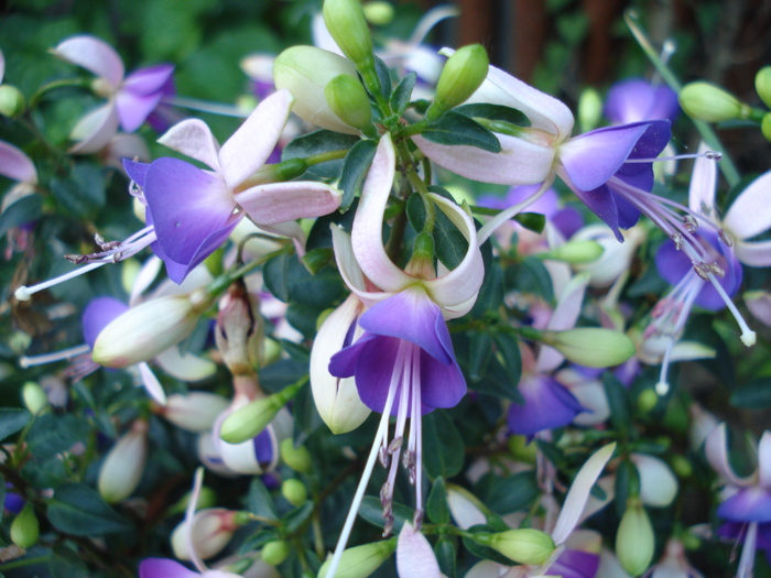 Fuchsia Violette (2010, June 05) - Fuchsia Violette