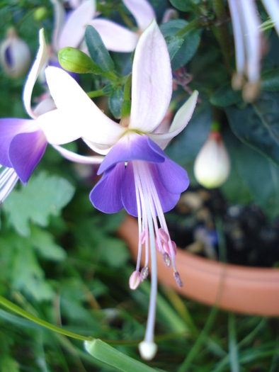 Fuchsia Violette (2010, June 05) - Fuchsia Violette