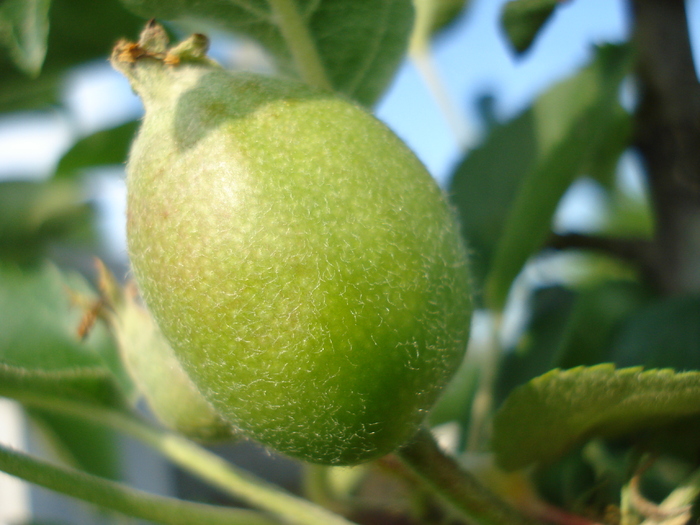 Apples_Mere Summer Red (2010, May 14)