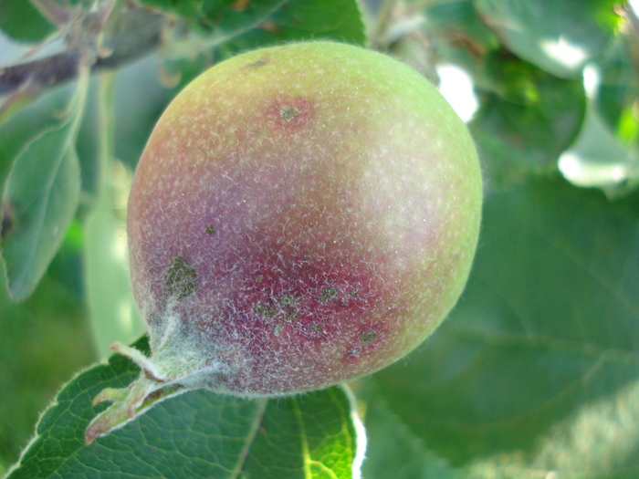 Apples_Mere Summer Red (2010, May 28)
