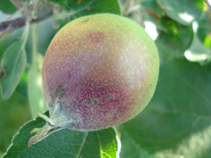 Apples_Mere Summer Red (2010, May 28)