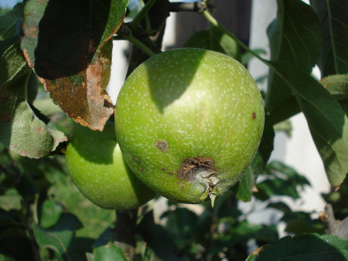 Apples_Mere Summer Red (2010, Jun.21)