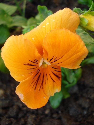 Whiskers Orange pansy, 24may2010 - Whiskers Orange pansy