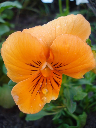 Whiskers Orange pansy, 25may2010 - Whiskers Orange pansy