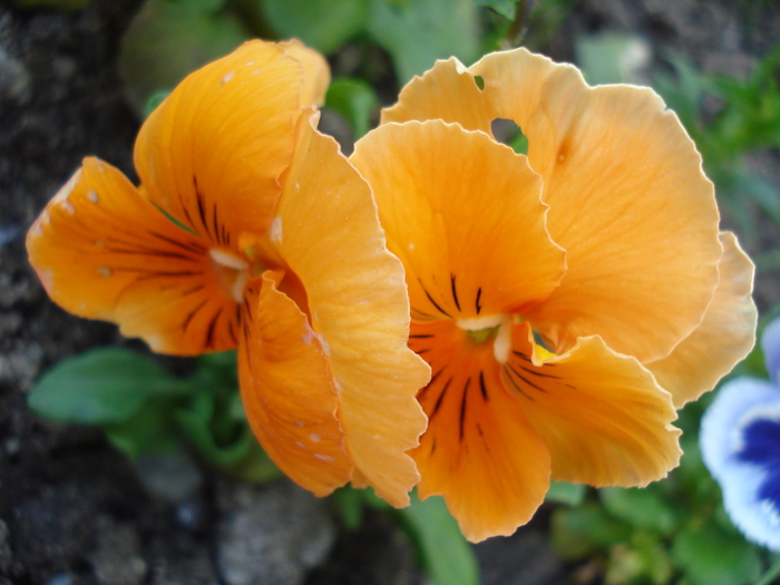 Whiskers Orange pansy, 27may2010