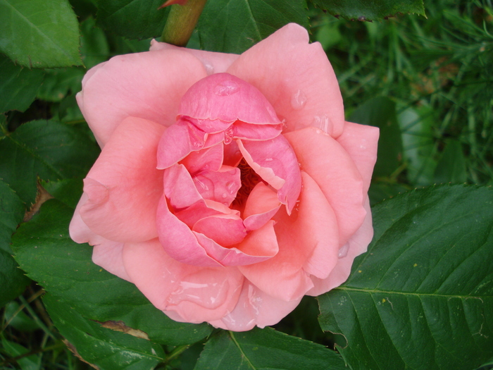Rose Pleasure (2010, June 24) - Rose Pleasure