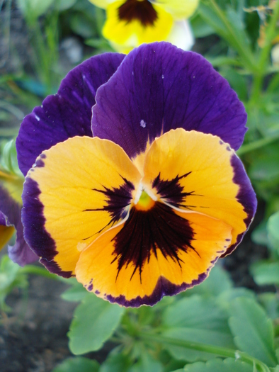 Orange Queen pansy, 05jun2010 - Orange Queen pansy