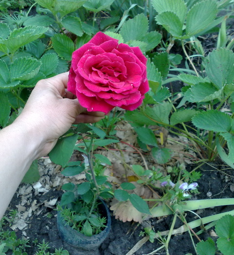 si f mare pt un  butas