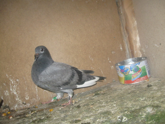 IMG_4779 - Pui 2010