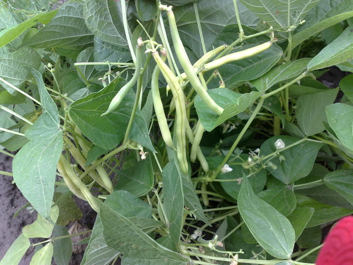 fasole fideluta oloaga