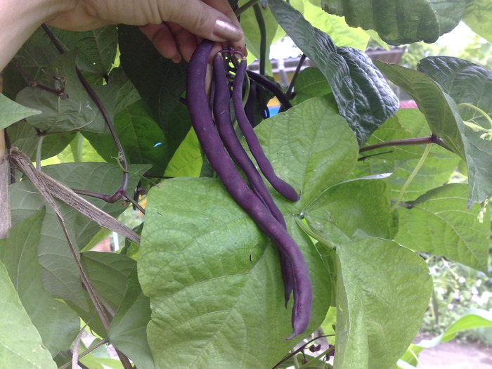 Fasole mov cataratoare; f productiva  si gustoasa.
