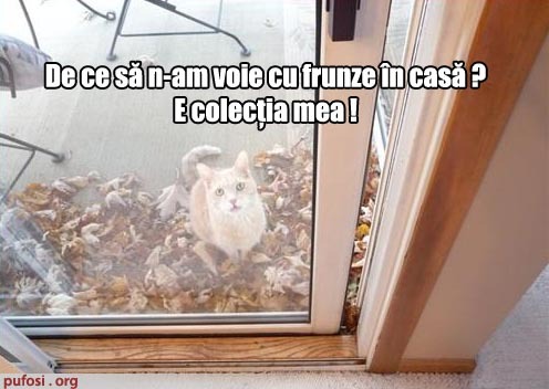 poza-amuzanta-motanul-are-o-colectie-de-frunze