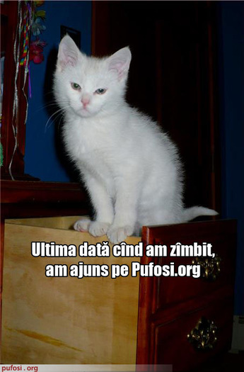 poza-amuzanta-pisica-nu-vrea-sa-mai-apara-pe-internet