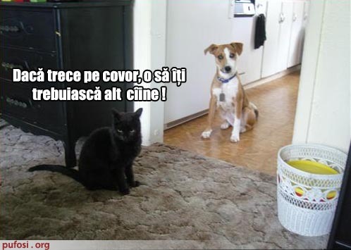 poza-amuzanta-pisica-vrea-sa-omoare-cainele-familiei