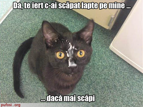 poza-amuzanta-stapanul-a-scapat-lapte-pe-pisica