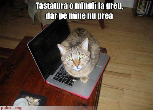poza-amuzanta-stapanul-isi-neglijeaza-pisica