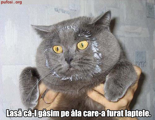 poze-amuzante-motanul-a-furat-laptele - Poze amuzante