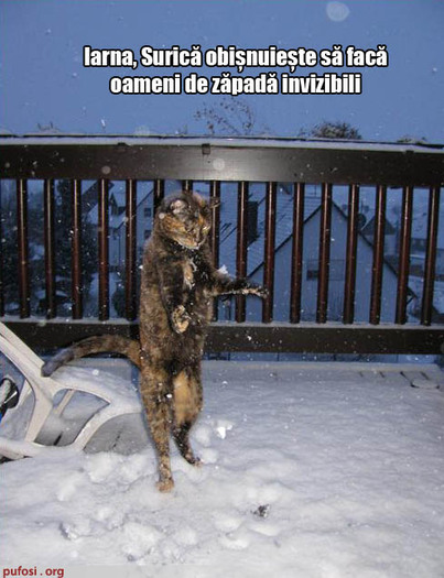 poze-amuzante-motanul-face-oameni-de-zapada - Poze amuzante