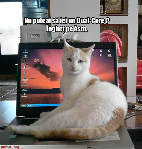 poze-amuzante-motanul-nemultumit-de-laptop - Poze amuzante
