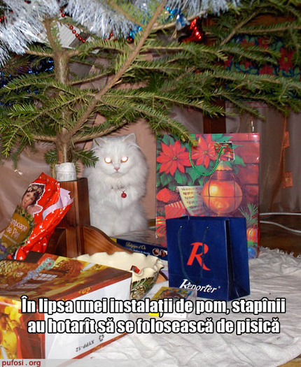 poze-amuzante-ochii-pisicii-sint-aprinsi - Poze amuzante
