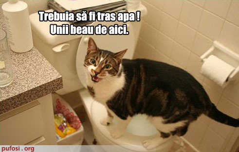 poze-amuzante-pisica-bea-apa-din-wc - Poze amuzante
