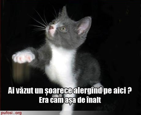 poze-amuzante-pisica-cauta-soarecele1