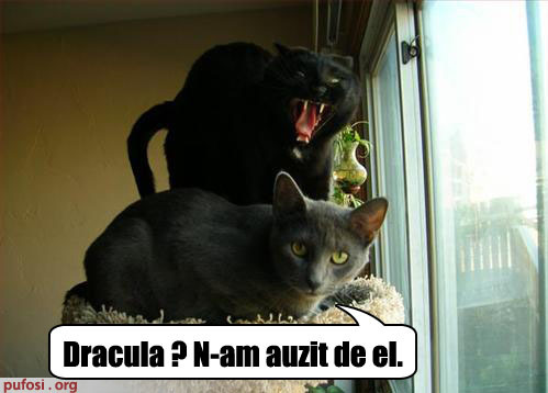 poze-amuzante-pisica-este-atacata-de-o-pisica-vampir - Poze amuzante
