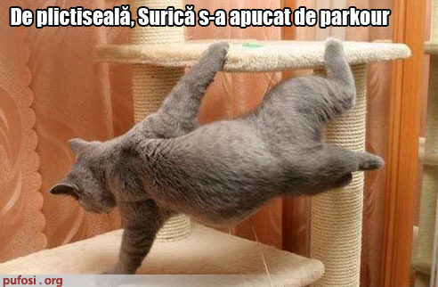 poze-amuzante-pisica-face-parkour