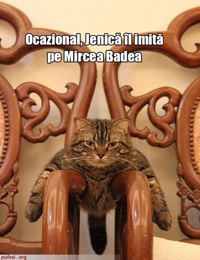 poze-amuzante-pisica-face-spagatul-pe-scaune-ca-mircea-badea - Poze amuzante