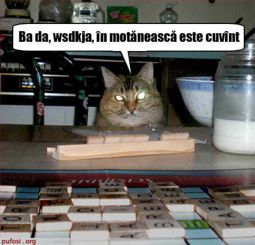poze-amuzante-pisica-joaca-scrabble - Poze amuzante