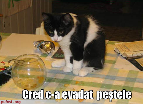 poze-amuzante-pisica-nu-recunoaste-ca-a-mancat-pestele - Poze amuzante