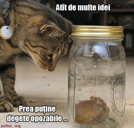 poze-amuzante-pisica-regreta-lipsa-degetelor-opozabile - Poze amuzante