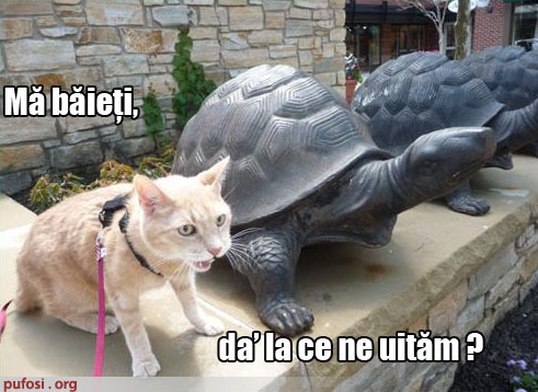 poze-amuzante-pisica-vorbeste-cu-statuile - Poze amuzante