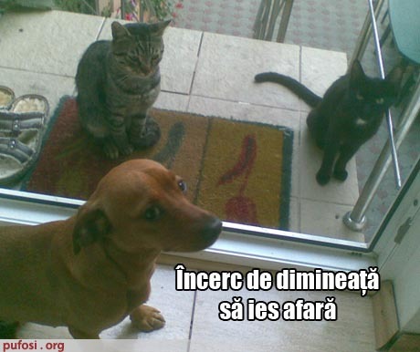 poze-amuzante-pisicile-isi-bat-joc-de-caine - Poze amuzante