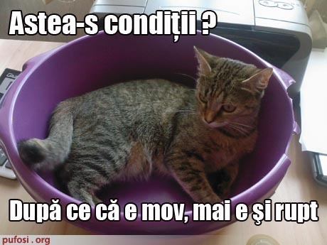 poze-amuzante-poza-amuzanta-pisica-este-nemultumita-de-conditiile-de-trai - Poze amuzante