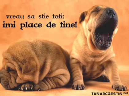 animale_22 - Poze amuzante
