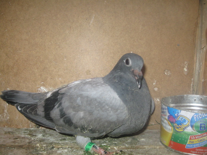 IMG_4824 - POZE porumbei